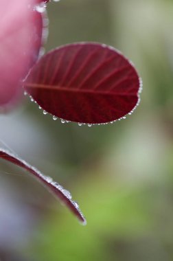 Cotinus, smoketree, sabah çiğ ile koyu kırmızı yapraklar, doğal makro çiçekli arka plan