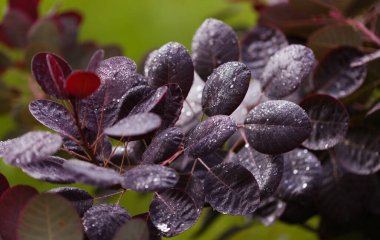 Cotinus, smoketree, sabah çiğ ile koyu kırmızı yapraklar, doğal makro çiçekli arka plan