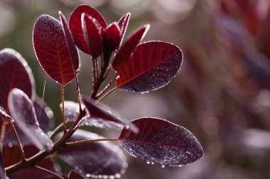 Cotinus, smoketree, sabah çiğ ile koyu kırmızı yapraklar, doğal makro çiçekli arka plan