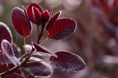 Cotinus, smoketree, sabah çiğ ile koyu kırmızı yapraklar, doğal makro çiçekli arka plan