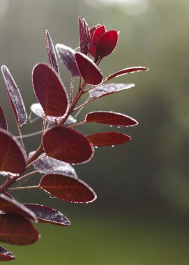 Cotinus, smoketree, sabah çiğ ile koyu kırmızı yapraklar, doğal makro çiçekli arka plan
