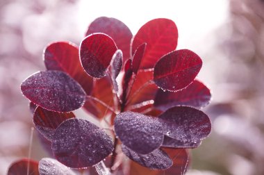 Cotinus, smoketree, sabah çiğ ile koyu kırmızı yapraklar, doğal makro çiçekli arka plan