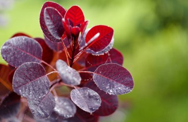 Cotinus, smoketree, sabah çiğ ile koyu kırmızı yapraklar, doğal makro çiçekli arka plan