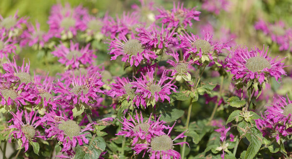 Monarda, bee balm, natural macro floral background