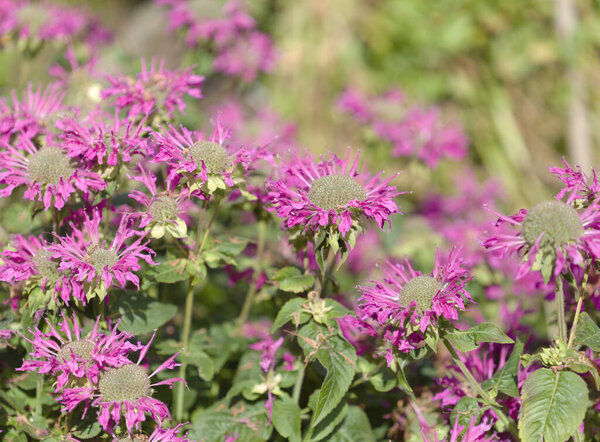 Monarda, bee balm, natural macro floral background