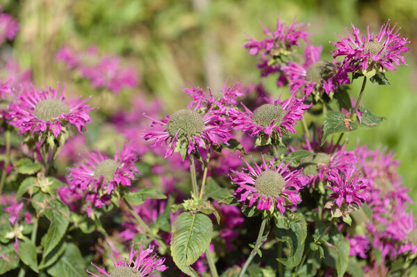 Monarda, bee balm, natural macro floral background