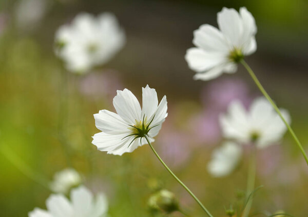 Cosmos bipinnatus, garden cosmos, natural macro floral background