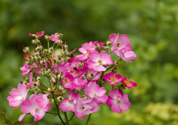 Pink single Floribunda cultivar of rose flowers