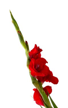 Güzel koyu kırmızı gladiolus beyaz arkaplanda izole edilmiş.