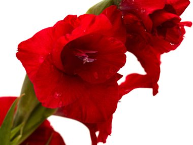 Güzel koyu kırmızı gladiolus beyaz arkaplanda izole edilmiş.