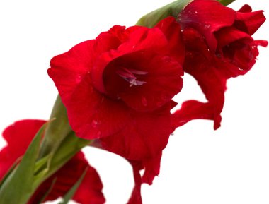 Güzel koyu kırmızı gladiolus beyaz arkaplanda izole edilmiş.