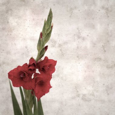 desenli eski kağıt arka plan, kare, koyu kırmızı gladyatör, kılıç Lily 