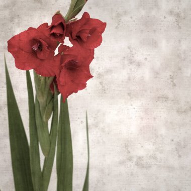 desenli eski kağıt arka plan, kare, koyu kırmızı gladyatör, kılıç Lily 