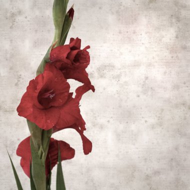 desenli eski kağıt arka plan, kare, koyu kırmızı gladyatör, kılıç Lily 