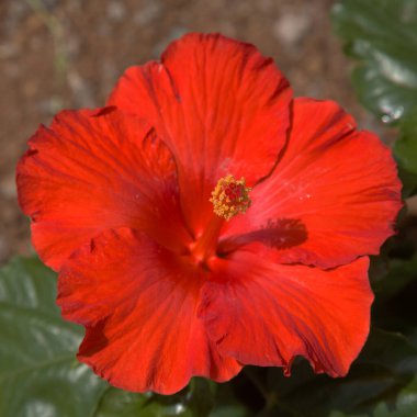 Güzel melez Hibiscus rosa-sinensis namı diğer Çin amblemi.