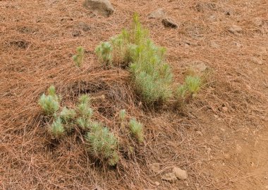 Gran Canaria 'dan Flora - Pinus kanarya, ateşe dayanıklı kanarya çamı, kesilmiş gövdelerden sarkan göz alıcı yeni filizler 