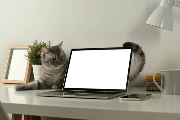 Lovely tabby cat, laptop computer with empty screen and supplies on white table. Home office interior.