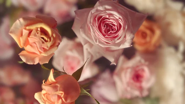 Plenty Soft Color Roses Template Fabrics Textiles Paper Floral Botanical — Stock Photo, Image