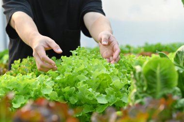 Farmer taking care of green oak in hydroponic greenhouse. Growing organic vegetables garden and small business concept.