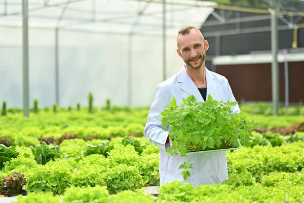 Portrait Male Biotechnologist Crate Tomato Seedling Standing Hydroponic Greenhouse — Stockfoto