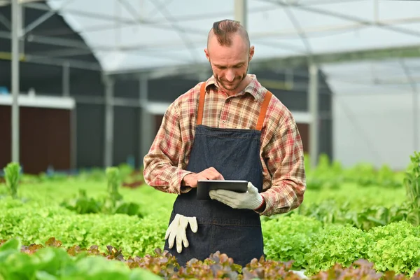 Smiling smart farmer in apron using digital tablet and checking quality of green oak and red oak in hydroponic greenhouse.