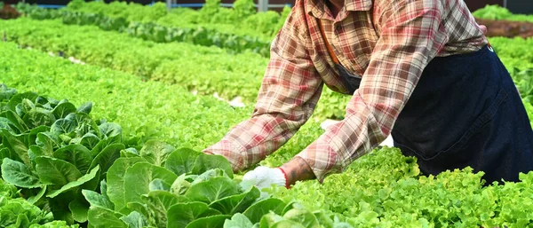 Oříznutý Obraz Zemědělce Pracujícího Aranžování Třídění Ekologické Zeleniny Slunečném Hydroponickém — Stock fotografie