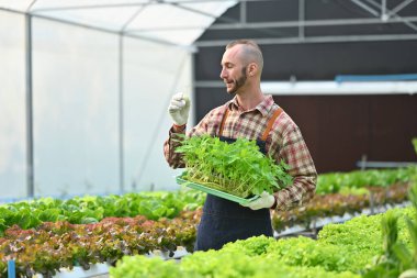 Gülümseyen bir erkek çiftçinin, organik seraya ekilmeye hazır bir sandıkta domates fidesiyle ilgilenmesi..