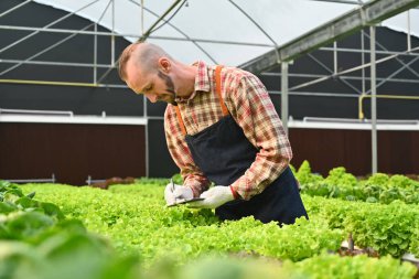Adam tarım işletmesi sahibi hasat etmeden önce seradaki organik sebzelerin kalitesini kontrol ediyor. Ticari tarım.
