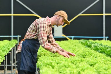 Milenyum Kafkasyalı erkek çiftçi hidroponik sistem sebze çiftliğinde çalışıyor. Tarım sektörü kavramı.