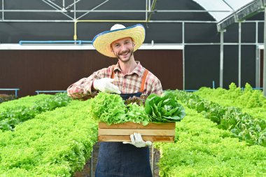 Başarılı bir tarım işletmesi sahibi, serada duran taze organik sebzelerle dolu ahşap bir sandık tutuyor..
