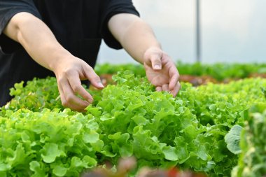 Tanınmayan çiftçi, hidroponik serada organik sebze topluyor. Sürdürülebilir çiftlik ve küçük işletme kavramı.