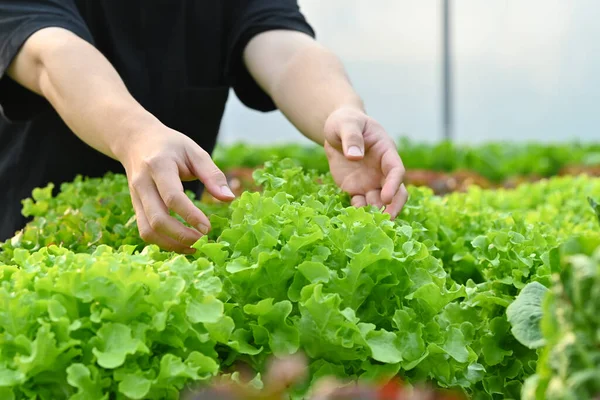 stock image Unrecognizable farmer harvesting organic vegetables in hydroponic greenhouse. Sustainable farm and small business concept.