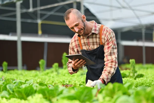 Male farmer analyzing farming data on digital tablet at hydroponic greenhouse. Innovation technology for smart farm system concept.