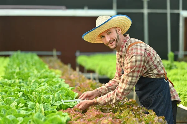 Fazendeiro Masculino Sorrindo Verificando Qualidade Dos Vegetais Orgânicos Estufa Planta — Fotografia de Stock