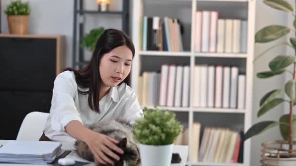 可爱的年轻亚洲女人爱抚着躺在总公司桌子上的毛茸茸的灰猫 家养宠物和爱情 — 图库视频影像