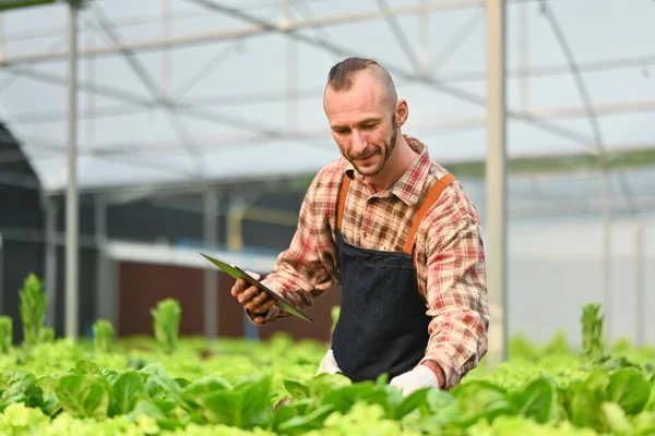 Agricultor Inteligente Trabajando Granja Hidropónica Analizando Datos Ciencia Invernadero Gestionando —  Fotos de Stock