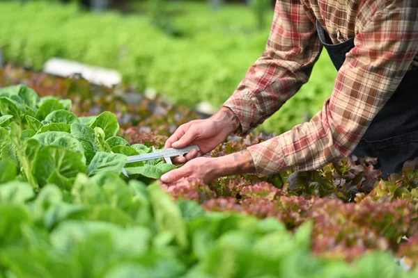 Cropped image of farmer harvesting, sorting vegetable in industrial organic hydroponic farm. Business agriculture concept.