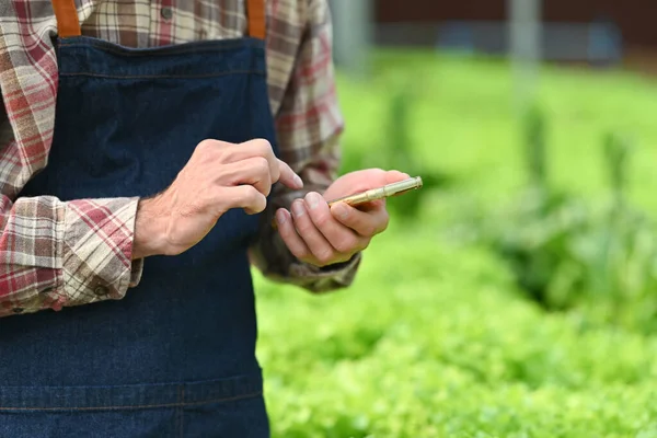 Nerozpoznatelný Zemědělec Používající Telefonní Aplikaci Pro Správu Skleníků Inteligentní Zemědělství — Stock fotografie