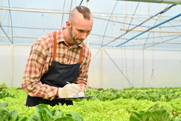 Zemědělci Kontrolují Ekologickou Zeleninu Zaznamenávají Zemědělské Údaje Digitálních Tabletách Inovace — Stock fotografie
