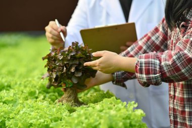 Tarım bilimcileri ve asistanının serada organik sebzeleri gözlemlediği görüntüler..
