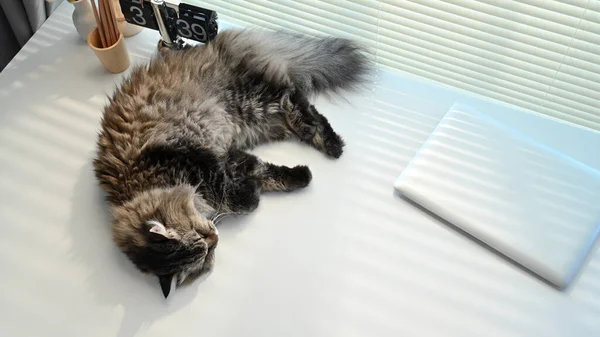 ラップトップコンピュータの近くの白い作業机の上に横たわるかわいい灰色のふわふわの猫の眺め 国内猫 テキストのための警官スペース — ストック写真