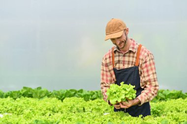 Çiftçi serada taze organik sebzeler hasat ediyor..