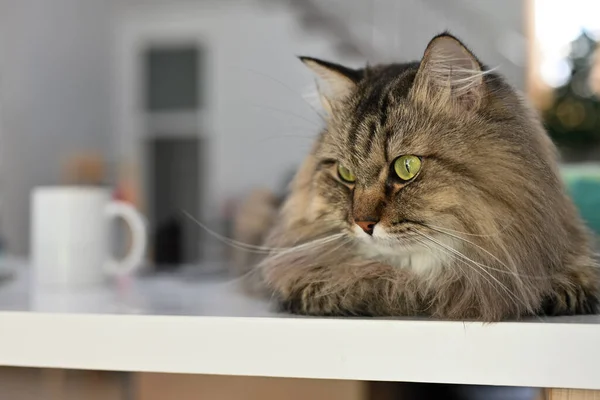 Foto Söt Grå Fluffig Katt Liggande Vitt Skrivbord Huskatt Snututrymme — Stockfoto