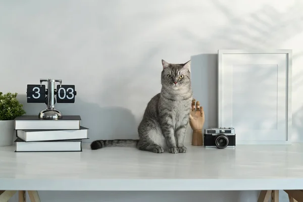 stock image Image of a tabby cat sitting on white table with alarm clock, books and picture frame. Domestic cat, workplace.