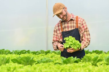 Kafkasyalı bir çiftçi organik sera çiftliğinde haşereler için yeşil yaprakları kontrol ediyor..
