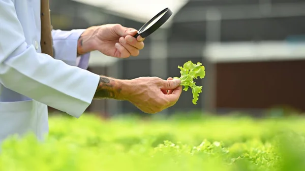 stock image Cropped image of agricultural researcher observing organic vegetable with magnifying glass in industrial greenhouse.