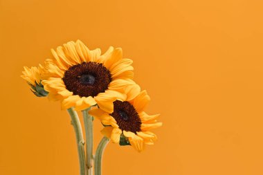 Sarı arka planda bir buket güzel ayçiçeği. Çiçek arka planı, sonbahar ya da yaz konsepti.