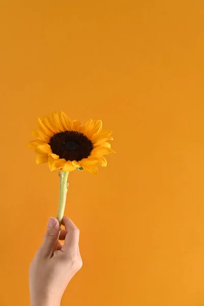 Рука Тримає Соняшник Ізольований Жовтий Фон Концепція Осінь Або Літо — стокове фото