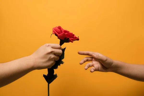 黄色の背景に隔離された女性の手に美しいバラを提供する男 贈り物 ハッピーバレンタインの概念 — ストック写真