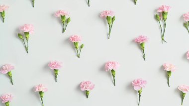 Çiçek kompozisyonu, bahar çiçekli arka plan, düz yatış, üst manzara. Beyaz arkaplanda pembe karanfil.